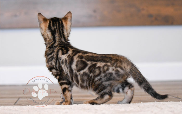 Bengal kitten for sale
